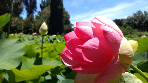 Que l'amour occupe votre esprit
