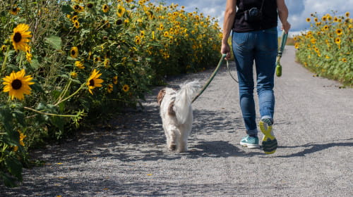 Walking with kindness