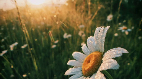 Que l’amour occupe votre esprit
