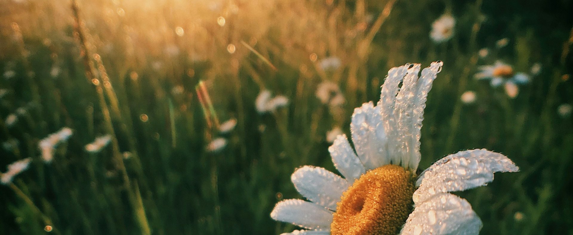 La compassion : le joyau qui exauce tous les souhaits